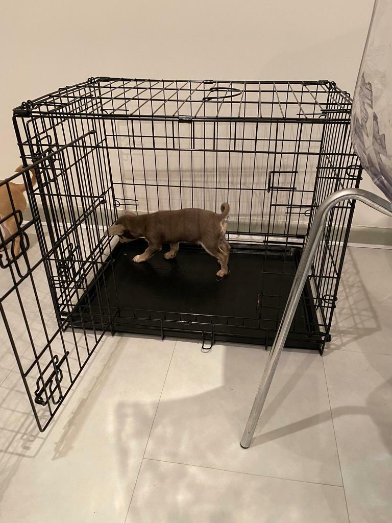 gumtree pet accessories